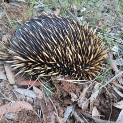 Tachyglossus aculeatus (Short-beaked Echidna) at Penrose - 15 Nov 2022 by Aussiegall