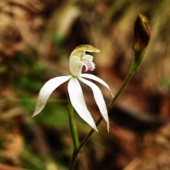 Caladenia moschata (Musky Caps) at Paddys River, ACT - 17 Nov 2022 by JohnBundock