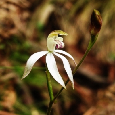 Caladenia moschata (Musky Caps) at Tidbinbilla Nature Reserve - 17 Nov 2022 by JohnBundock
