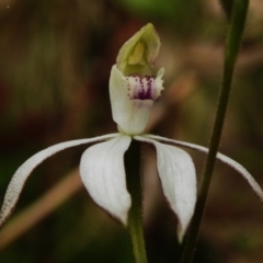 Caladenia moschata at Paddys River, ACT - suppressed