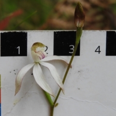 Caladenia moschata at Paddys River, ACT - suppressed