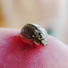 Paropsisterna decolorata (A Eucalyptus leaf beetle) at Yass River, NSW - 17 Nov 2022 by SenexRugosus