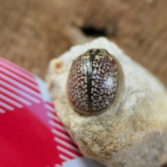 Paropsisterna decolorata at Yass River, NSW - 17 Nov 2022