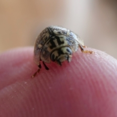 Paropsisterna decolorata at Yass River, NSW - 17 Nov 2022