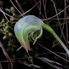 Pterostylis nutans (Nodding Greenhood) at Tidbinbilla Nature Reserve - 17 Nov 2022 by JohnBundock