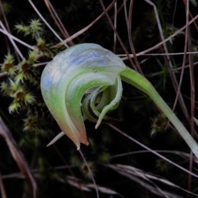 Pterostylis nutans (Nodding Greenhood) at Paddys River, ACT - 17 Nov 2022 by JohnBundock