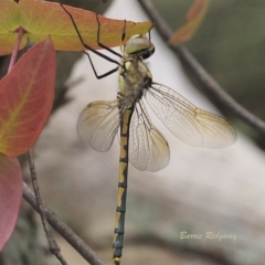 Hemicordulia tau (Tau Emerald) at QPRC LGA - 14 Nov 2022 by BarrieR