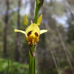 Diuris sulphurea (Tiger Orchid) at Tidbinbilla Nature Reserve - 17 Nov 2022 by JohnBundock