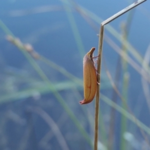 Wingia aurata at Yass River, NSW - 17 Nov 2022