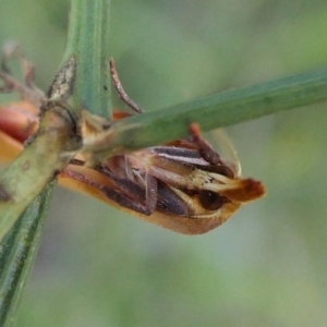 Wingia aurata at Yass River, NSW - 17 Nov 2022