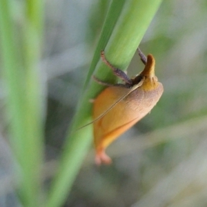 Wingia aurata at Yass River, NSW - 17 Nov 2022