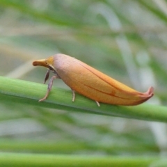 Wingia aurata at Yass River, NSW - 17 Nov 2022