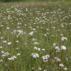 Burchardia umbellata at Hall, ACT - 12 Nov 2022