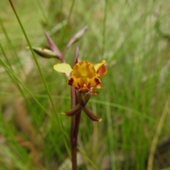 Diuris semilunulata (Late Leopard Orchid) at Stromlo, ACT - 17 Nov 2022 by JohnBundock