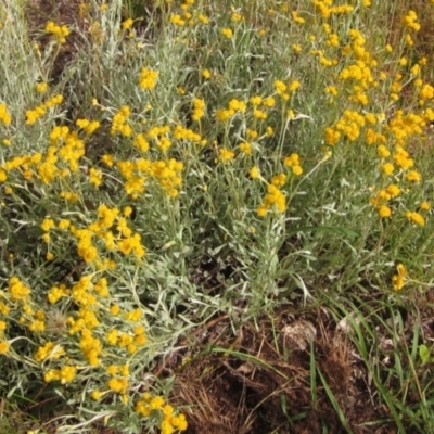 Chrysocephalum apiculatum (Common Everlasting) at Flynn, ACT - 16 Nov 2022 by pinnaCLE