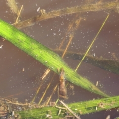 Vallisneria australis (Ribbonweed, Eelweed) at Yass River, NSW - 17 Nov 2022 by SenexRugosus