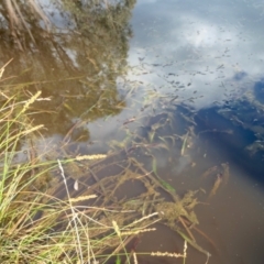 Vallisneria australis at Yass River, NSW - 17 Nov 2022