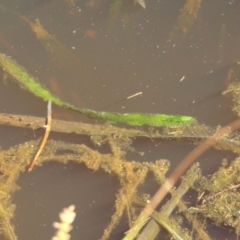 Vallisneria australis at Yass River, NSW - 17 Nov 2022