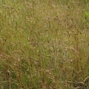 Themeda triandra at Flynn, ACT - 16 Nov 2022