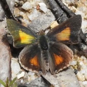 Paralucia aurifera at Paddys River, ACT - 17 Nov 2022