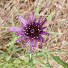 Tragopogon porrifolius subsp. porrifolius (Salsify, Oyster Plant) at Yass River, NSW - 11 Nov 2022 by SenexRugosus