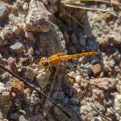 Diplacodes bipunctata (Wandering Percher) at Chisholm, ACT - 17 Nov 2022 by RomanSoroka