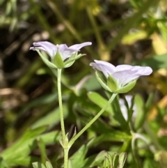 Geranium sp. Pleated sepals (D.E.Albrecht 4707) Vic. Herbarium (Naked Crane's-bill) at Curtin, ACT - 17 Nov 2022 by RAllen