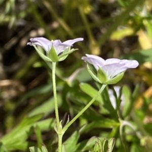 Geranium sp. Pleated sepals (D.E.Albrecht 4707) Vic. Herbarium at Curtin, ACT - 17 Nov 2022