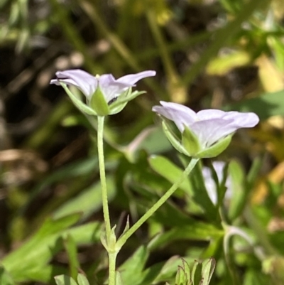 Geranium sp. Pleated sepals (D.E.Albrecht 4707) Vic. Herbarium (Naked Crane's-bill) at Curtin, ACT - 17 Nov 2022 by RAllen