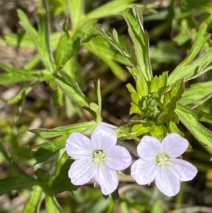 Geranium sp. Pleated sepals (D.E.Albrecht 4707) Vic. Herbarium at Curtin, ACT - 17 Nov 2022