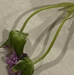 Geranium sp. Pleated sepals (D.E.Albrecht 4707) Vic. Herbarium at Curtin, ACT - 17 Nov 2022 11:48 AM