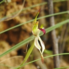 Caladenia parva (Brown-clubbed Spider Orchid) at Tidbinbilla Nature Reserve - 17 Nov 2022 by JohnBundock