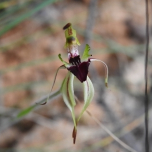 Caladenia parva at Paddys River, ACT - suppressed