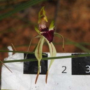 Caladenia parva at Paddys River, ACT - suppressed