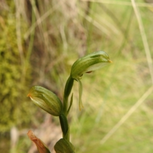 Bunochilus montanus (ACT) = Pterostylis jonesii (NSW) at Paddys River, ACT - 17 Nov 2022