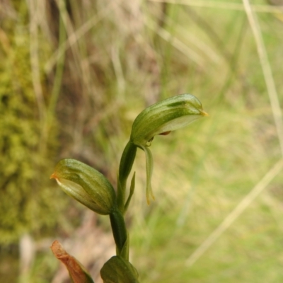 Bunochilus montanus (ACT) = Pterostylis jonesii (NSW) (Montane Leafy Greenhood) at Paddys River, ACT - 17 Nov 2022 by JohnBundock