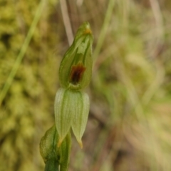 Bunochilus montanus (ACT) = Pterostylis jonesii (NSW) at Paddys River, ACT - 17 Nov 2022