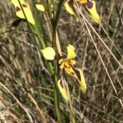 Diuris sulphurea (Tiger Orchid) at Wamboin, NSW - 17 Nov 2022 by Devesons