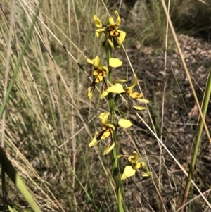 Diuris sulphurea at Wamboin, NSW - suppressed