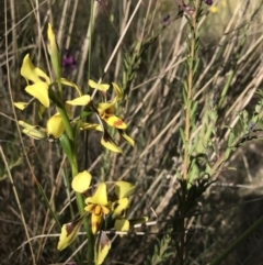 Diuris sulphurea at Wamboin, NSW - suppressed