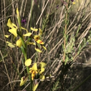 Diuris sulphurea at Wamboin, NSW - 17 Nov 2022