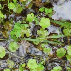 Hydrocotyle rivularis (A Pennywort) at Rugosa - 15 Nov 2022 by SenexRugosus