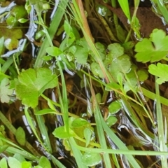 Hydrocotyle rivularis at Yass River, NSW - 15 Nov 2022