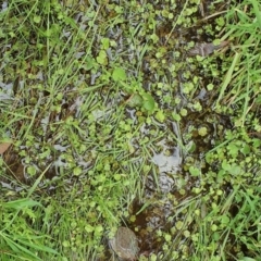 Hydrocotyle rivularis at Yass River, NSW - 15 Nov 2022