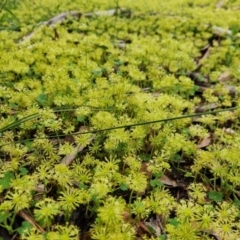 Hydrocotyle laxiflora (Stinking Pennywort) at Bungonia, NSW - 13 Nov 2022 by NathanaelC