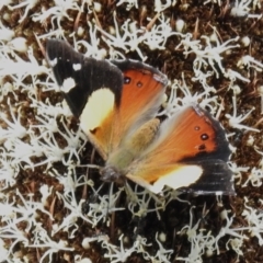 Vanessa itea (Yellow Admiral) at Paddys River, ACT - 17 Nov 2022 by JohnBundock