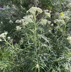 Cassinia longifolia at Yarralumla, ACT - 17 Nov 2022