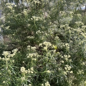 Cassinia longifolia at Yarralumla, ACT - 17 Nov 2022