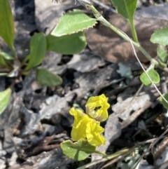 Goodenia hederacea (Ivy Goodenia) at Yarralumla, ACT - 17 Nov 2022 by JaneR