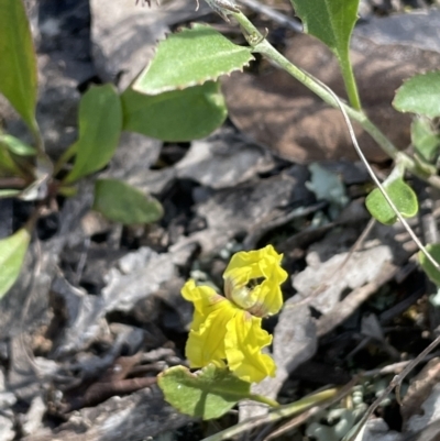 Goodenia hederacea (Ivy Goodenia) at Stirling Park - 17 Nov 2022 by JaneR